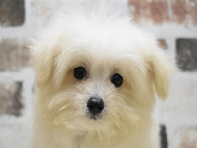 鳥取県のハーフ犬・ミックス犬 (ペッツワンFC鳥取店/2024年4月2日生まれ/男の子/クリーム)の子犬